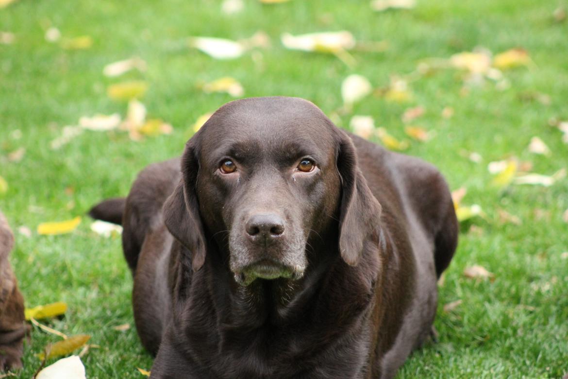 Labrador retriever Lab Luna´s Avra for Laura - Tykke Laura med hvalpe i maven billede 14