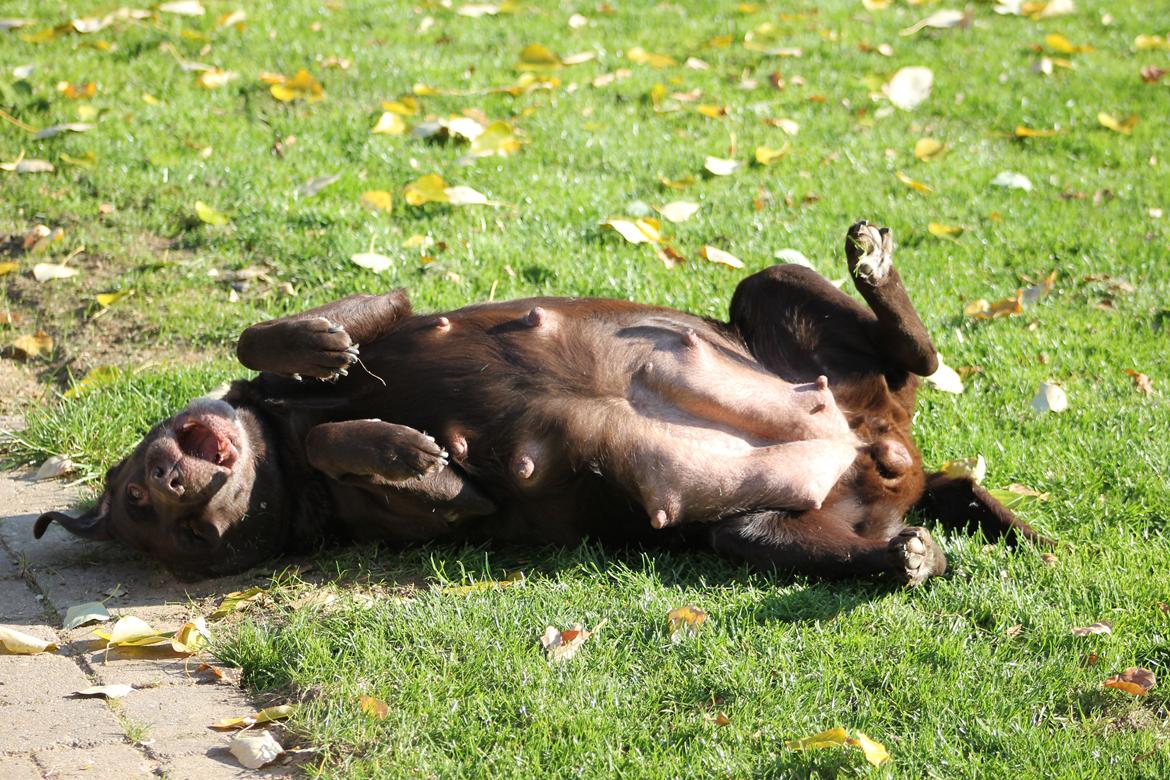 Labrador retriever Lab Luna´s Avra for Laura - Laura hygger. Lidt tyk har man lov at være når man har hvalpe i maven billede 15