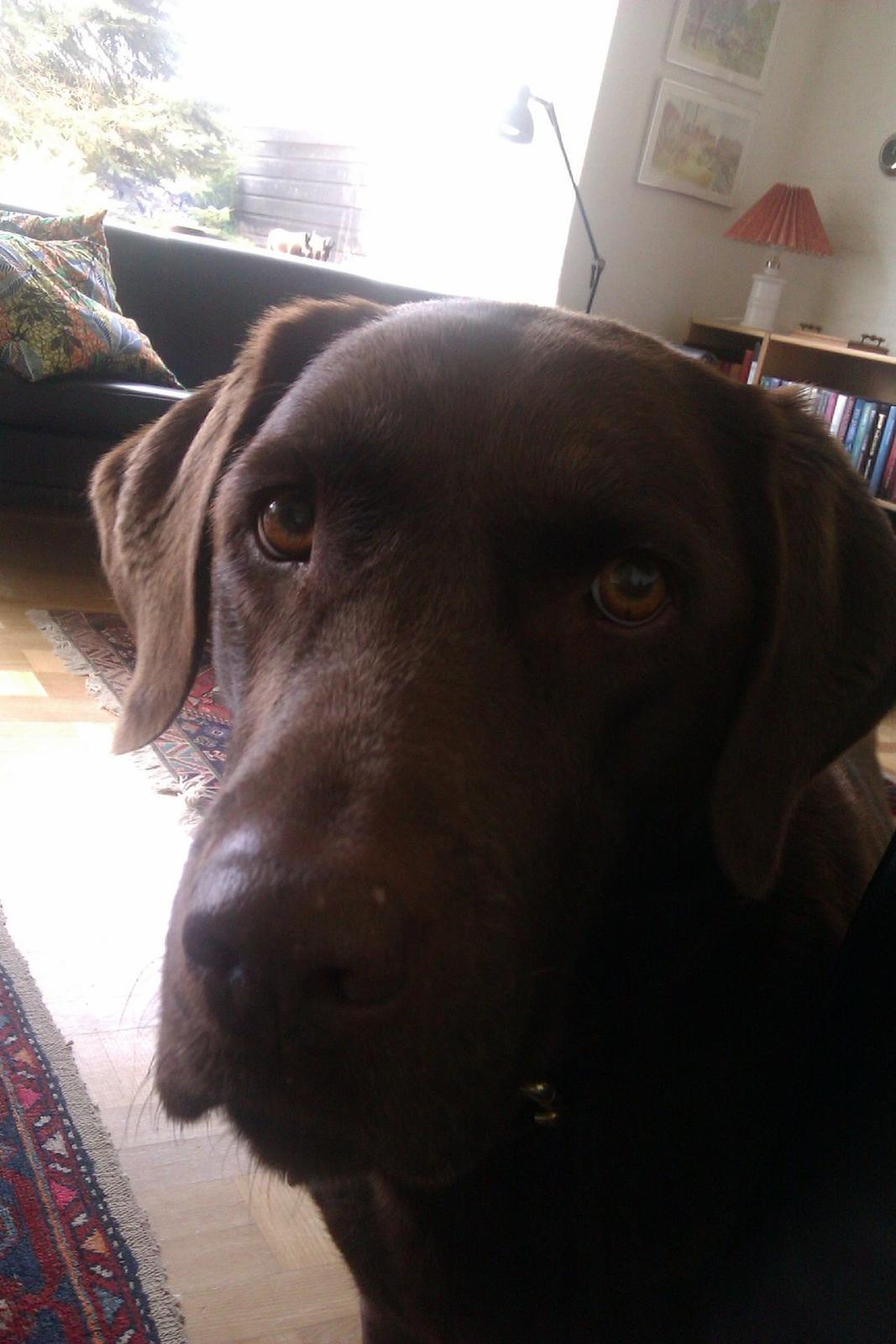 Labrador retriever Nelly billede 17