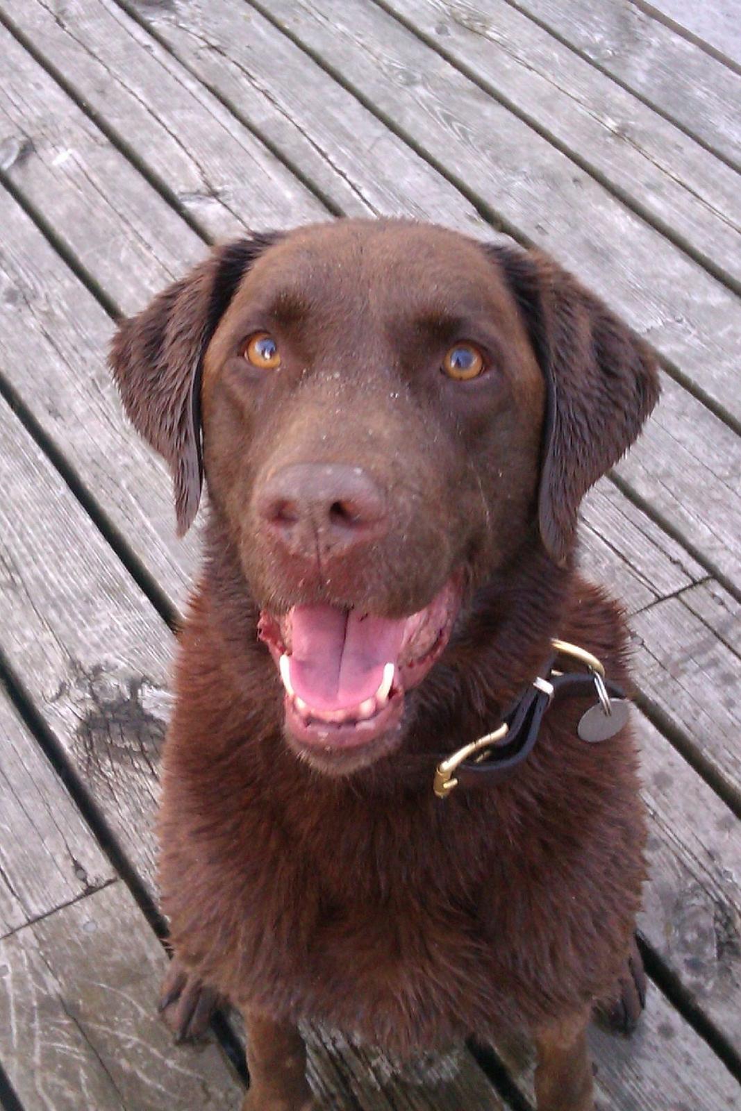 Labrador retriever Nelly billede 18