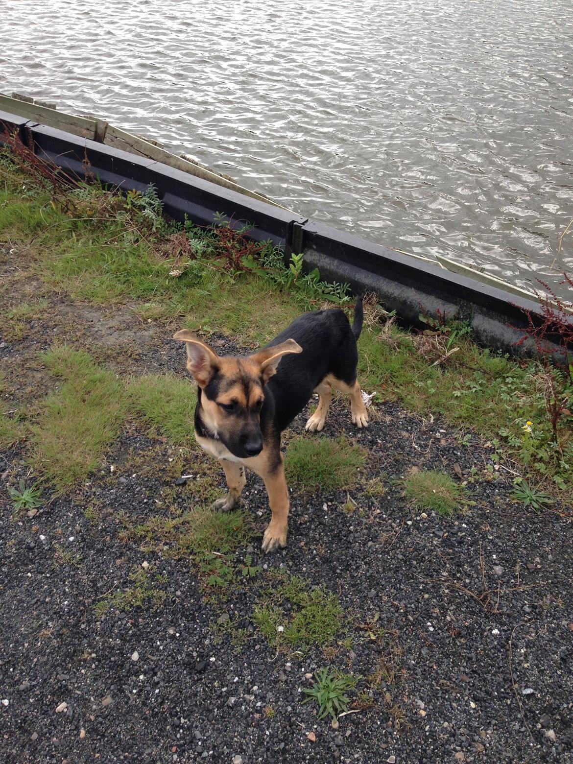 Blanding af racer Candie schæfer bland. billede 8