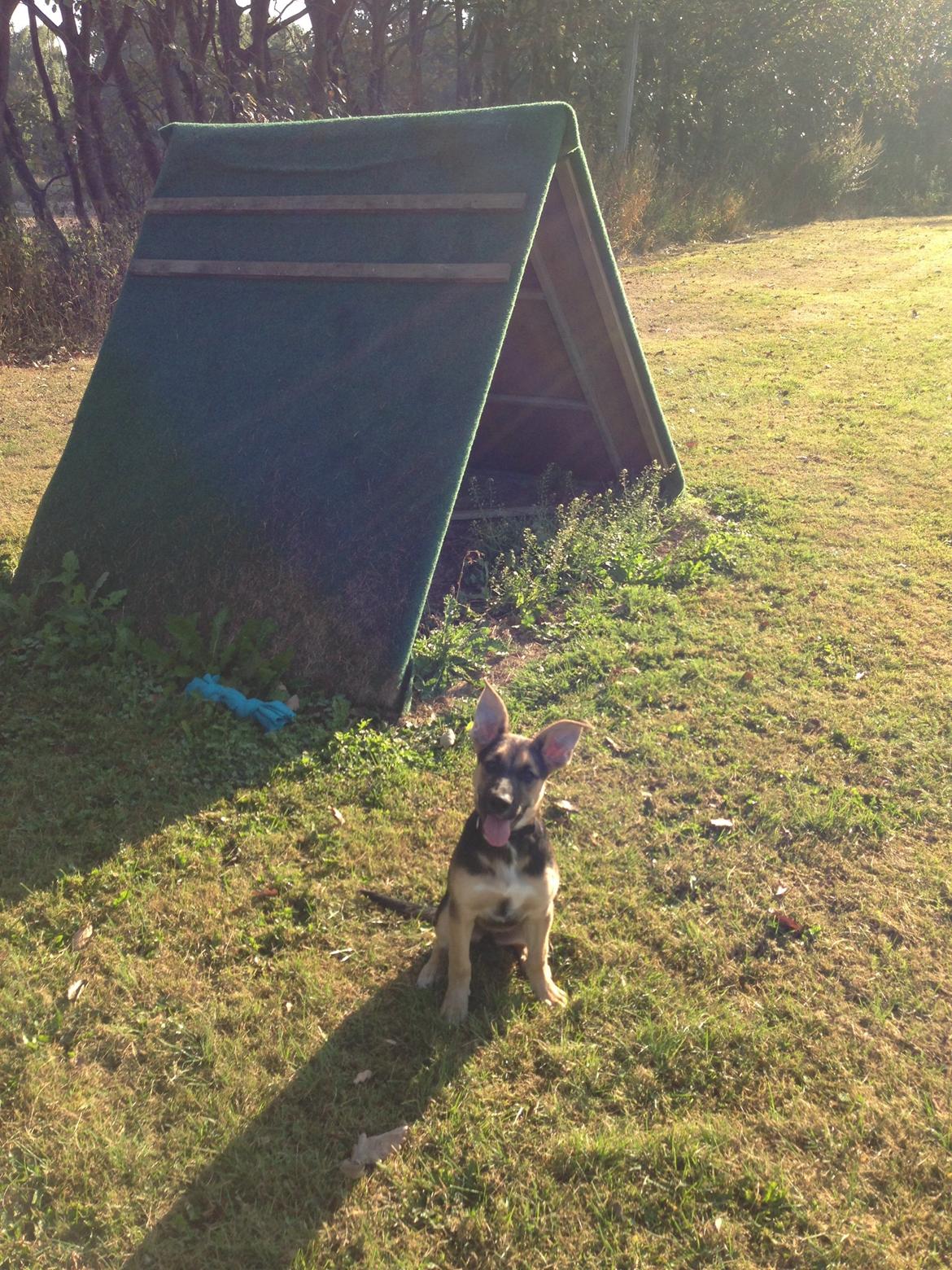 Blanding af racer Candie schæfer bland. billede 9