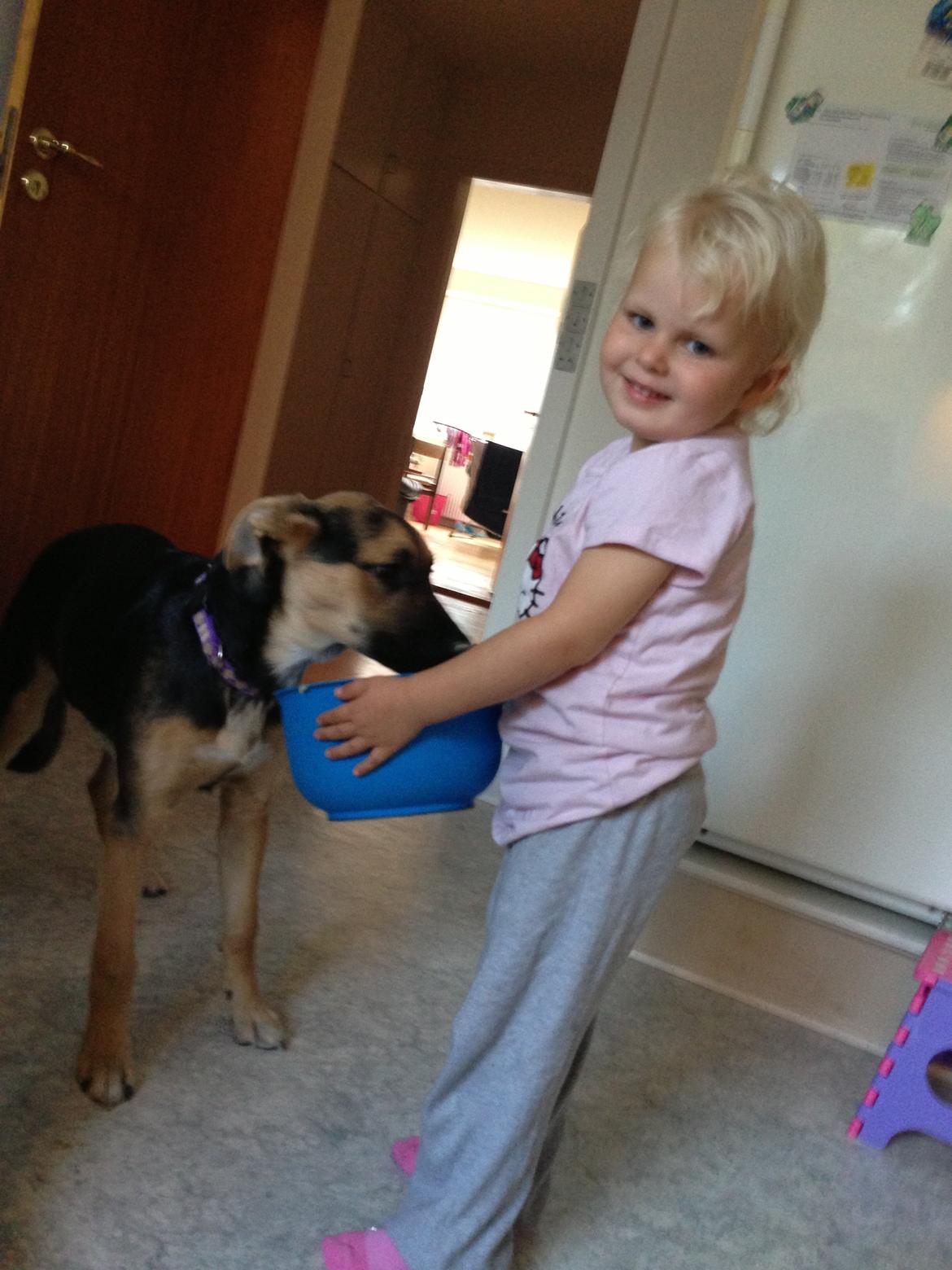 Blanding af racer Candie schæfer bland. billede 10