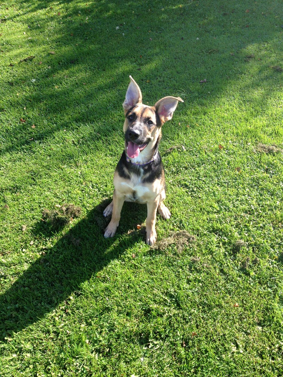 Blanding af racer Candie schæfer bland. billede 11