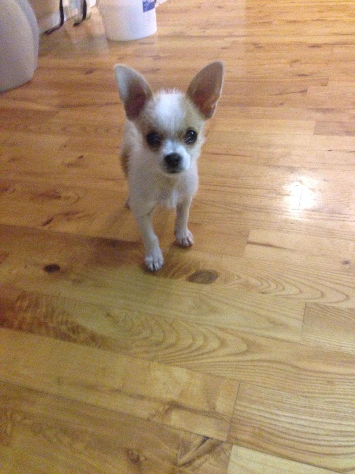 Blanding af racer Diva billede 8