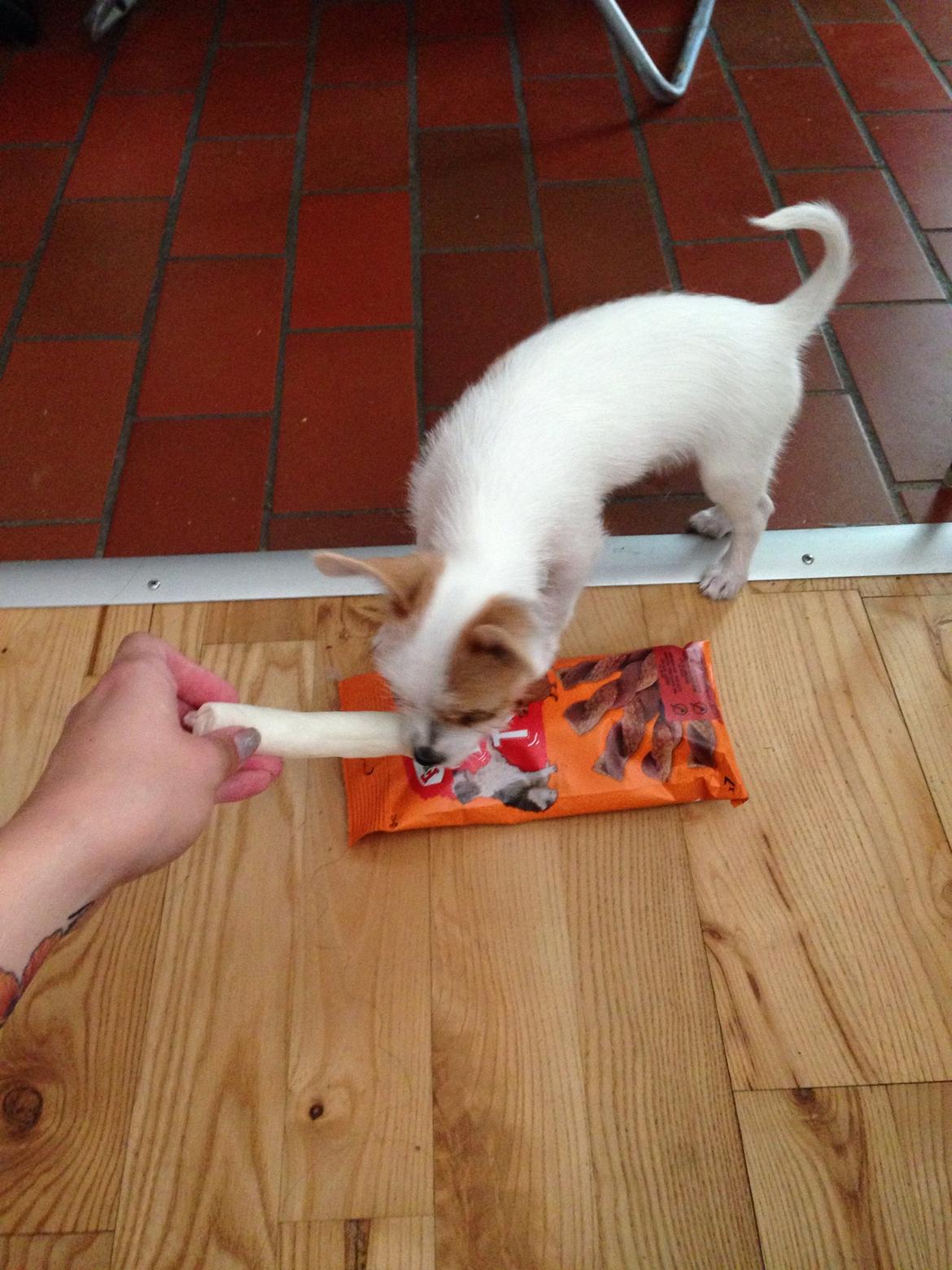 Blanding af racer Diva billede 10