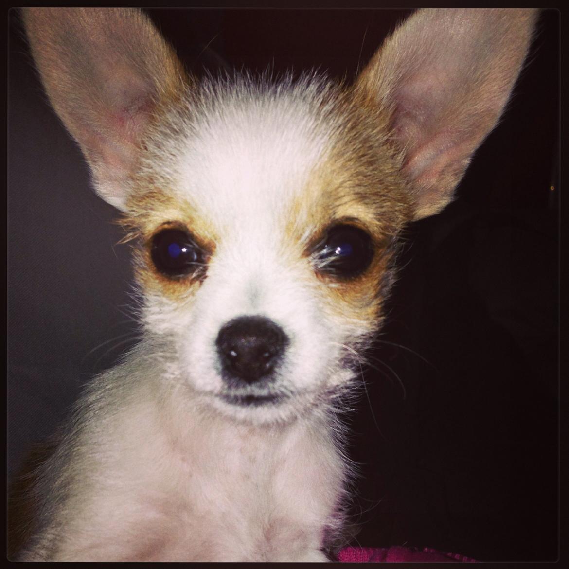 Blanding af racer Diva billede 11