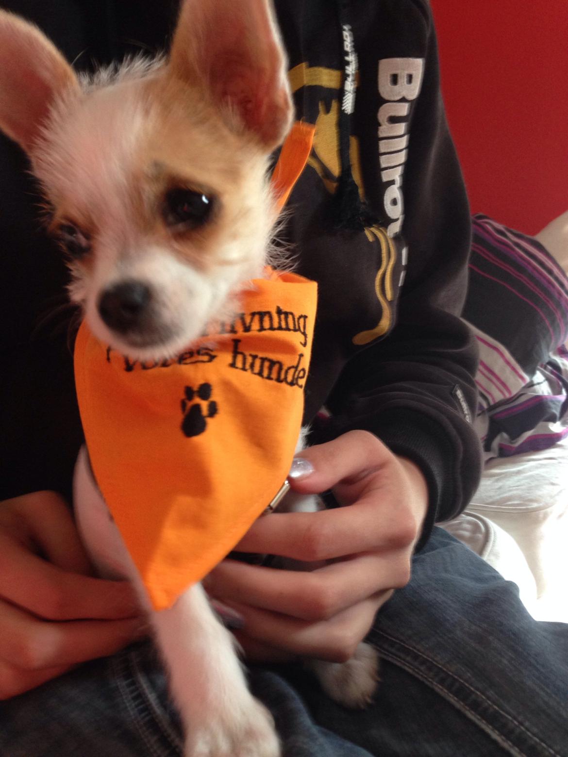 Blanding af racer Diva billede 12