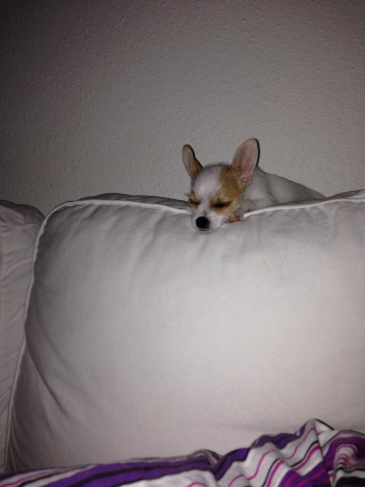 Blanding af racer Diva billede 16