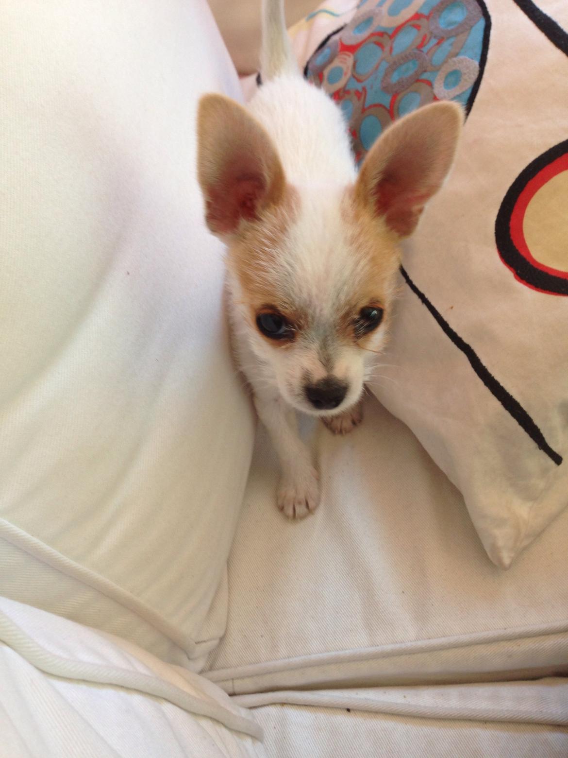 Blanding af racer Diva 3mdr gammel:-) - jeg gider ikk ha taget billeder :-)
 billede 3