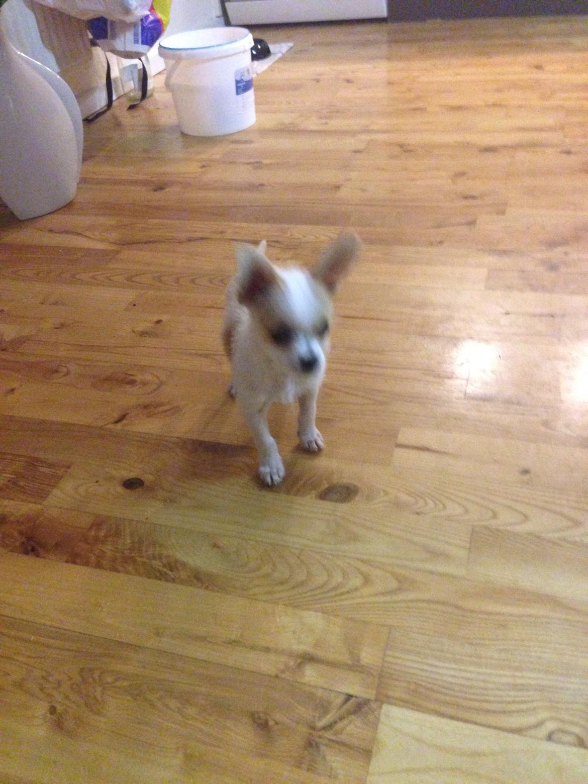 Blanding af racer Diva 3mdr gammel:-) - <3
 billede 4