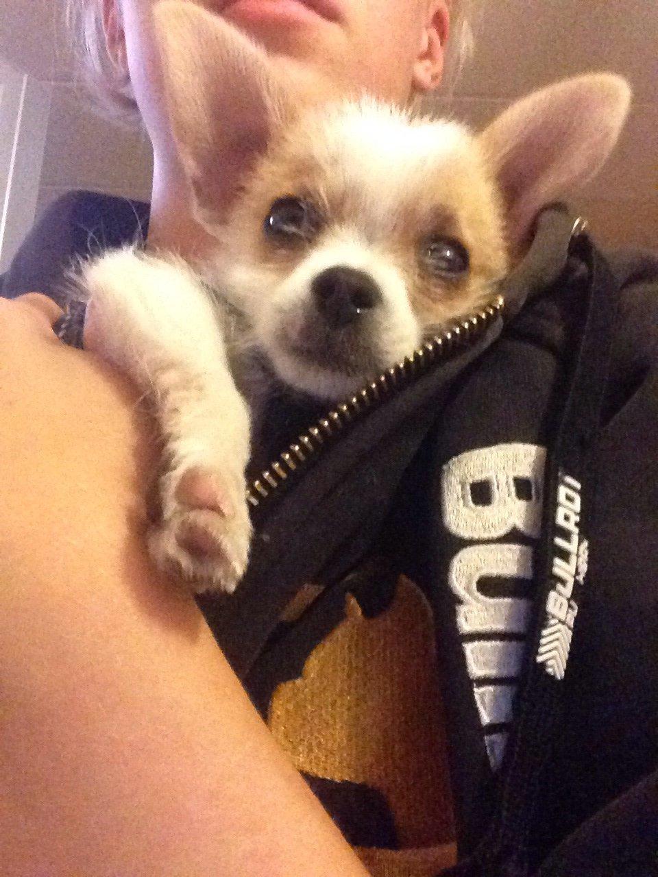 Blanding af racer Diva 3mdr gammel:-) - ihh hvorfor vækker du mig, det er koldt udenfor<3 billede 6