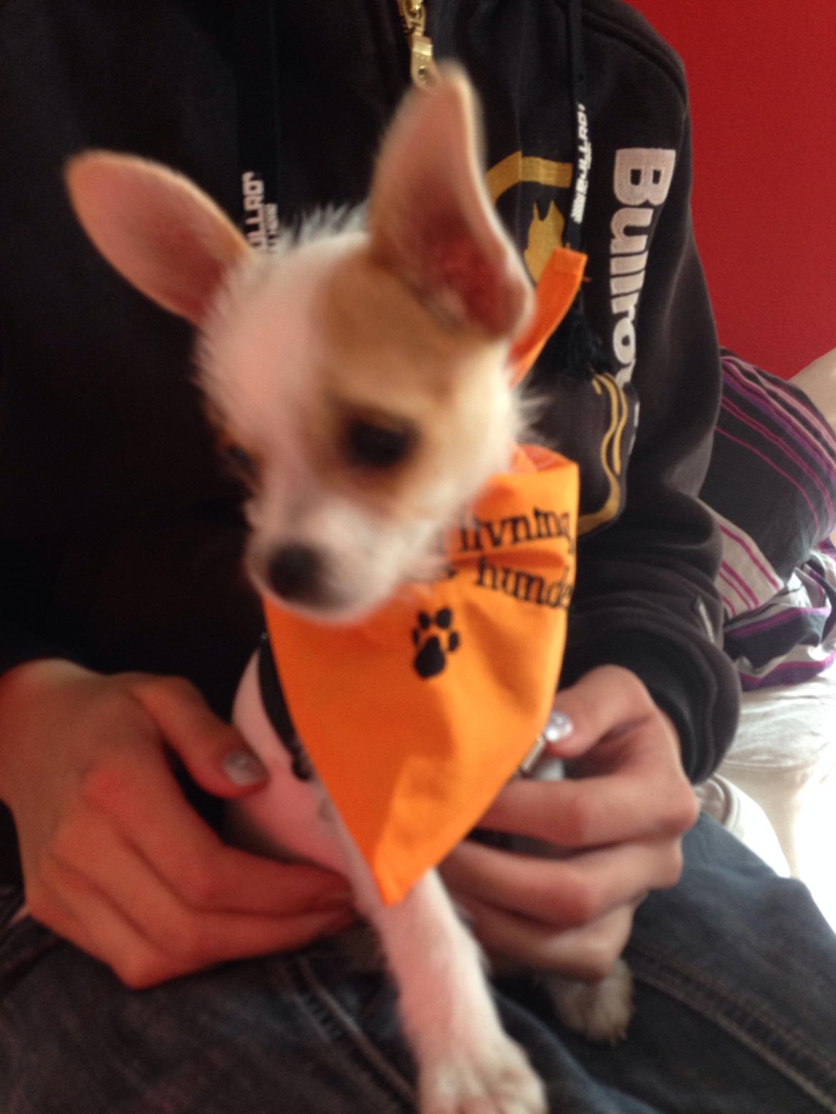 Blanding af racer Diva 3mdr gammel:-) billede 9