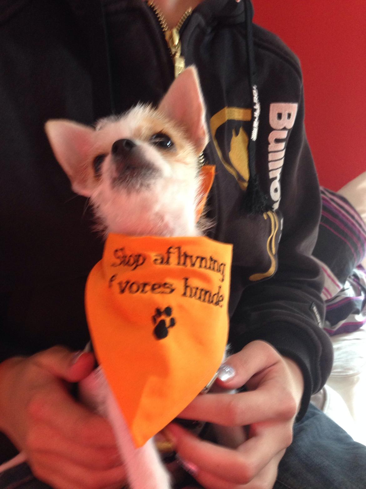 Blanding af racer Diva 3mdr gammel:-) - jeg er  så klar til demotrationen D.13/10 kom og vær med <3 billede 10