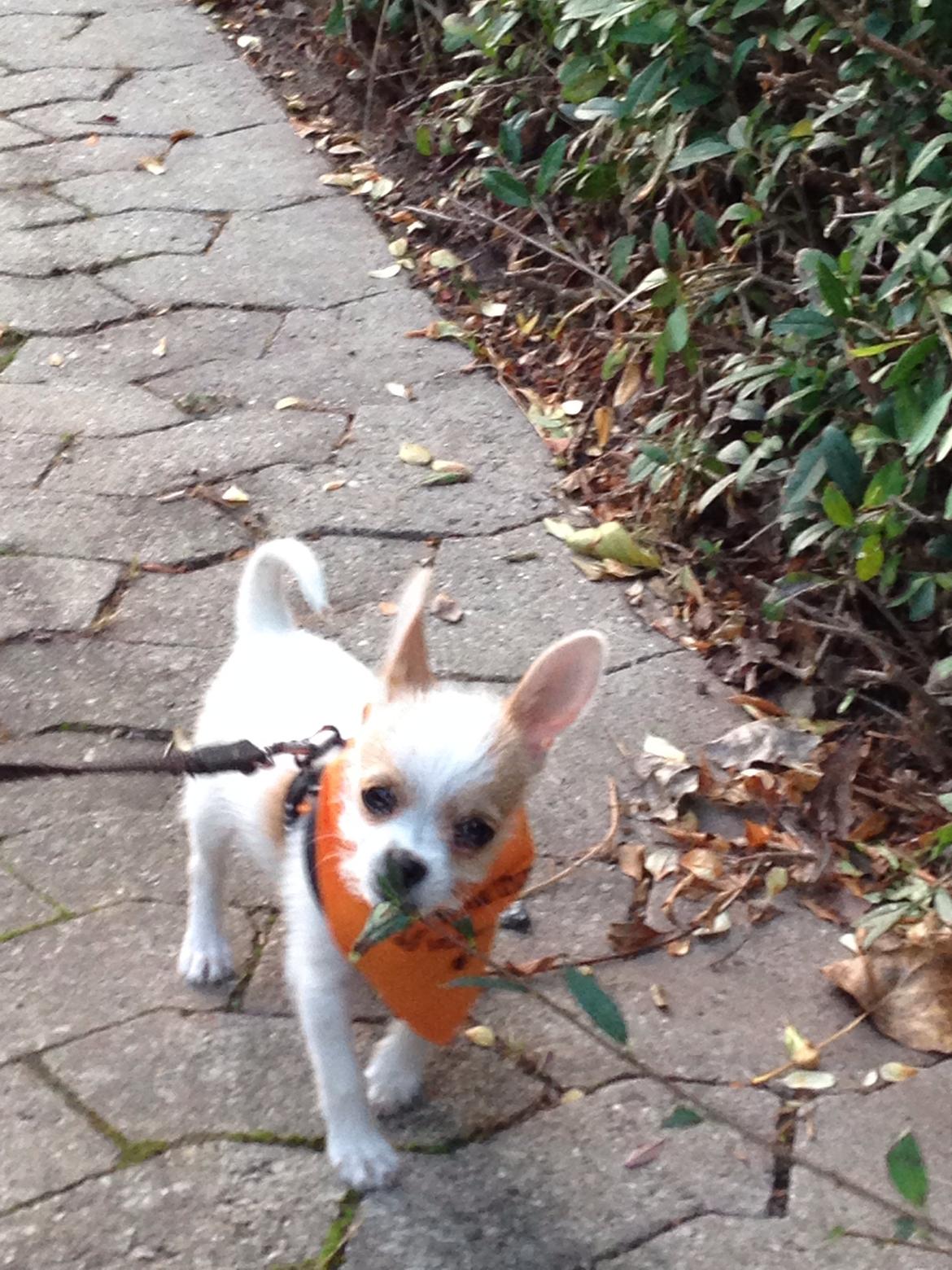 Blanding af racer Diva 3mdr gammel:-) - se mor jeg er bare blevet så dygtig til at gå med sele<3 billede 12