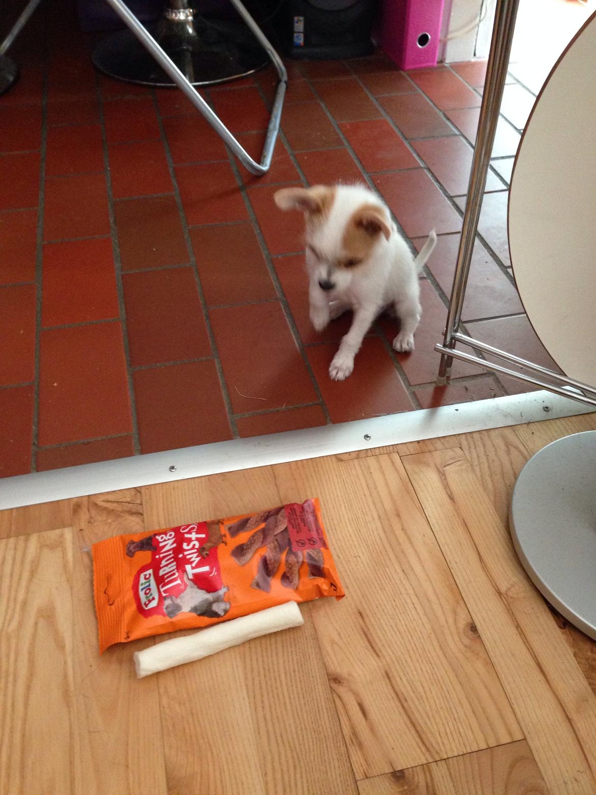 Blanding af racer Diva 3mdr gammel:-) billede 14