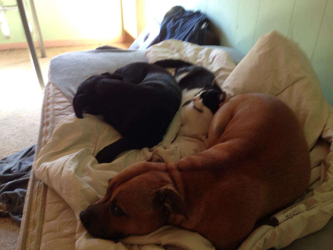 Staffordshire bull terrier nelly billede 19