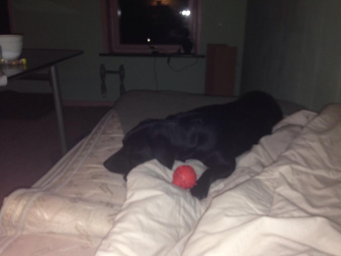 Blanding af racer molly billede 11