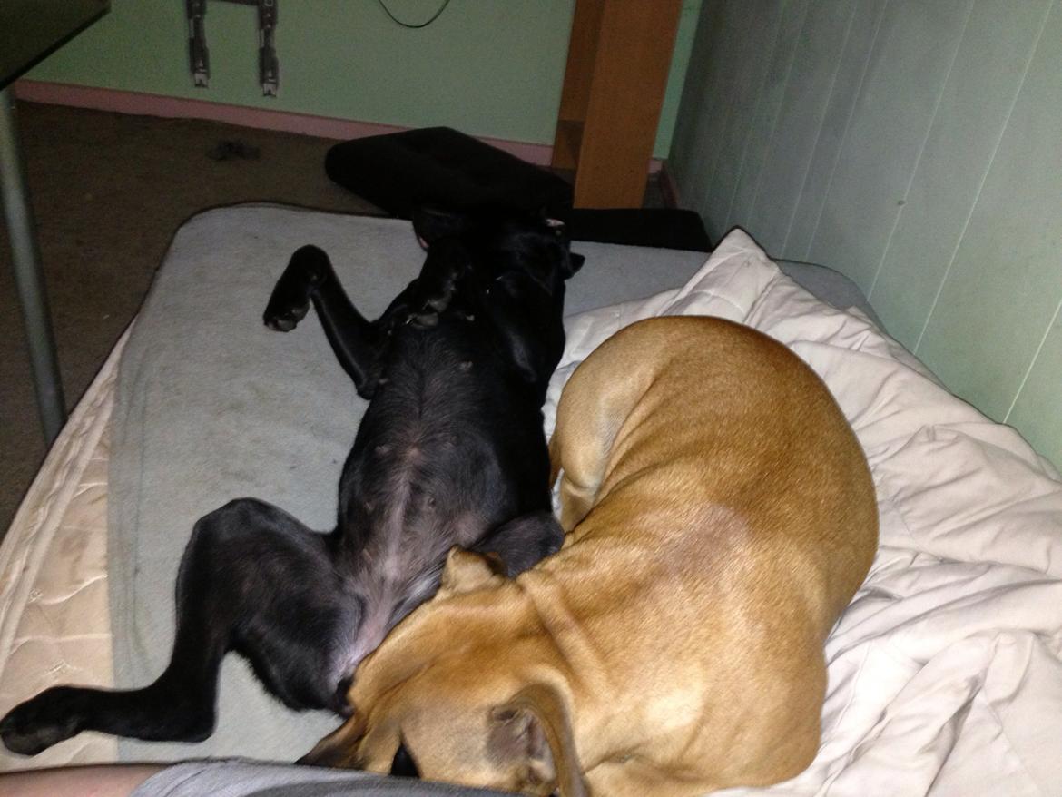 Blanding af racer molly billede 12