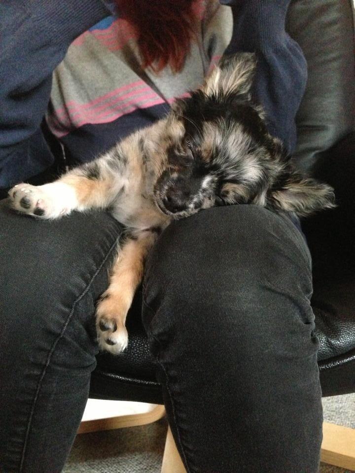 Chihuahua Bastian billede 14