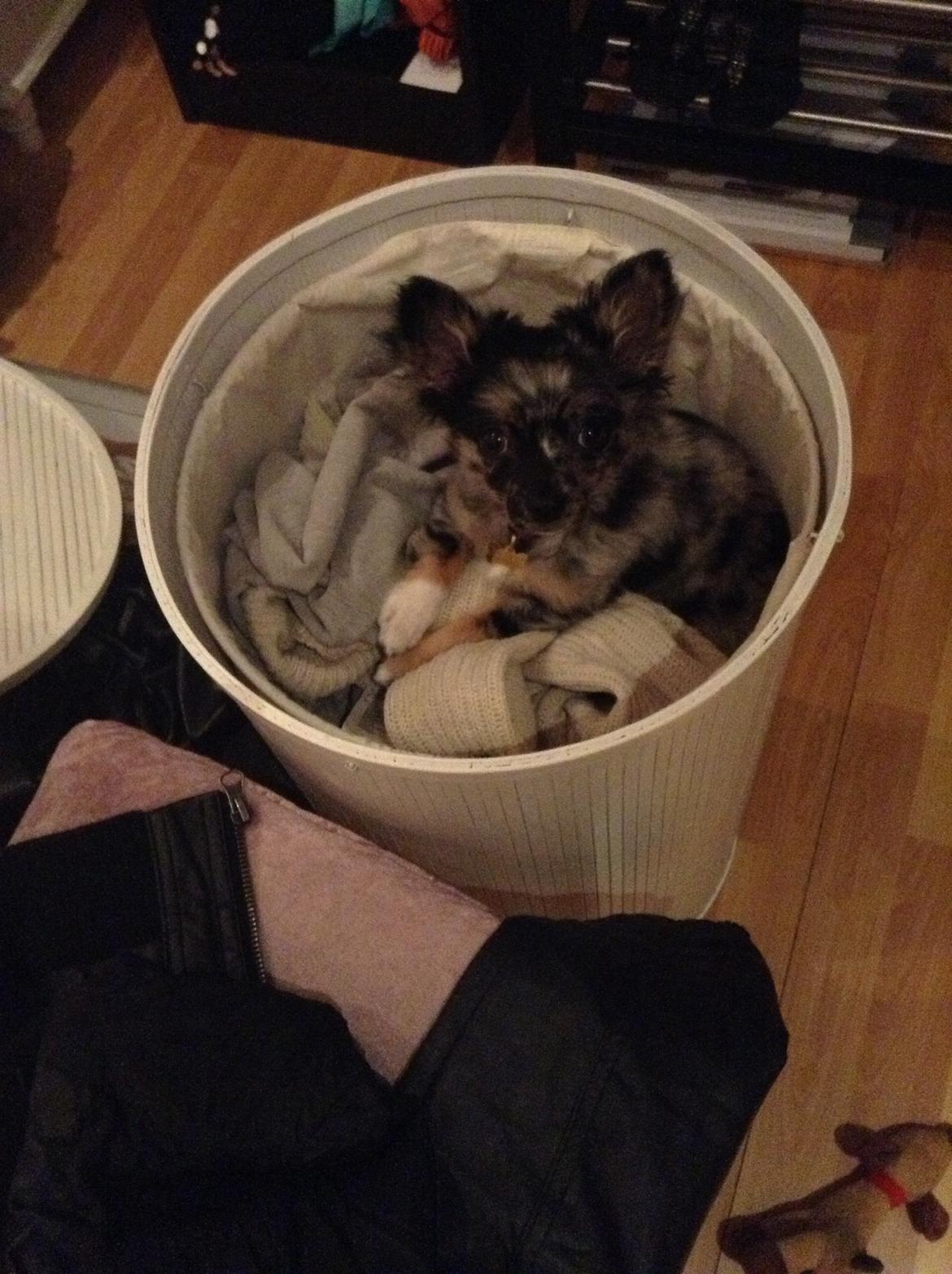 Chihuahua Bastian billede 15