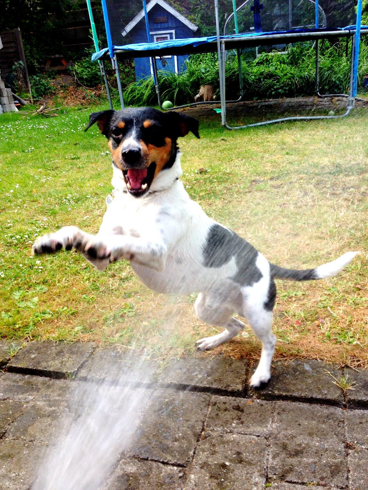 Dansk svensk gaardhund Fister (himmelhund)  - Wow hvor kan man bare se farlig ud ;) billede 3