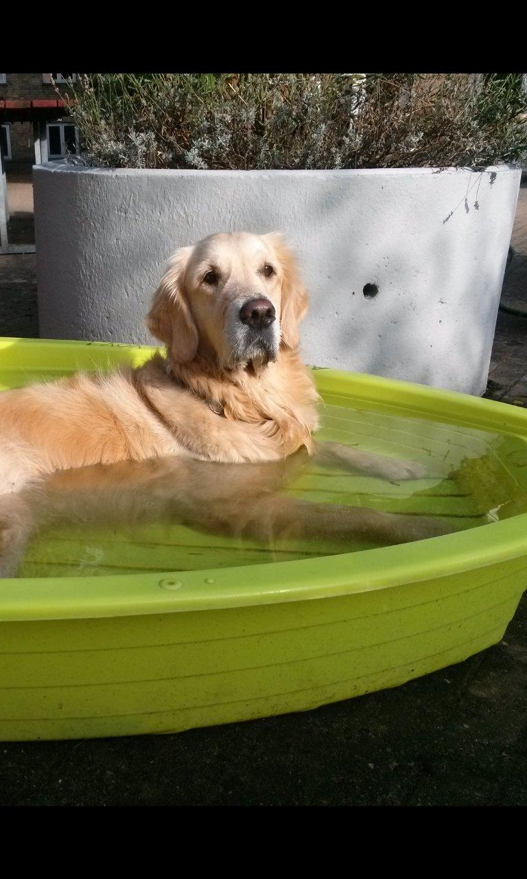 Golden retriever Filippa aka Alma billede 7