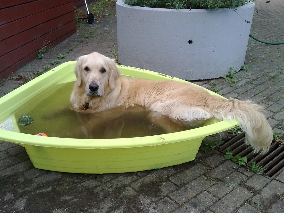 Golden retriever Filippa aka Alma billede 27