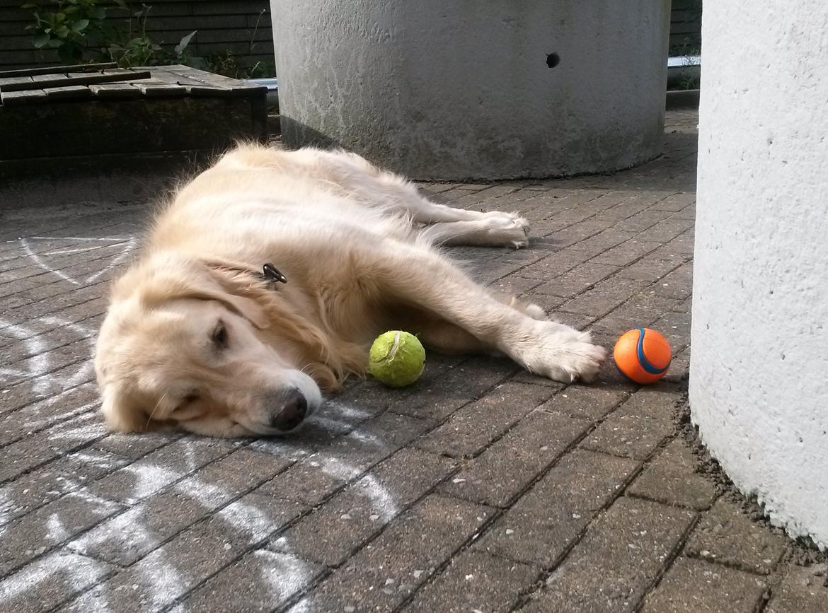 Golden retriever Filippa aka Alma billede 28
