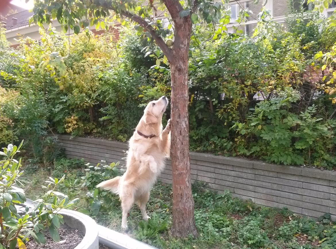 Golden retriever Filippa aka Alma billede 5