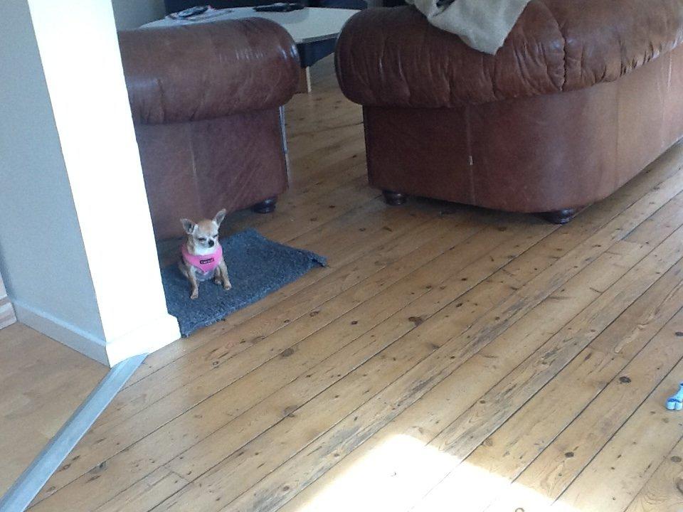 Chihuahua Frontrunners Ready To Play - Ready billede 21