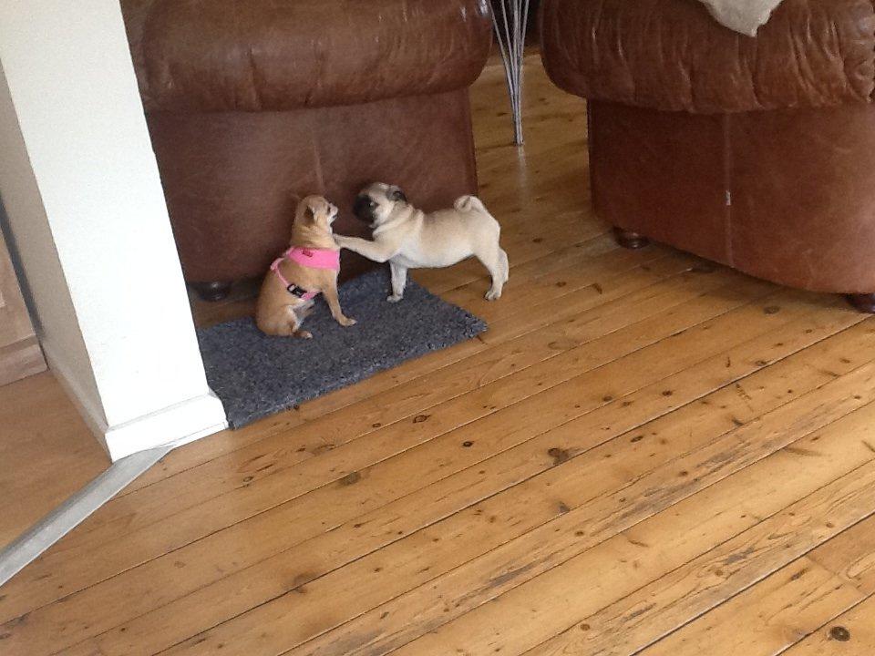 Chihuahua Frontrunners Ready To Play - Ready billede 22