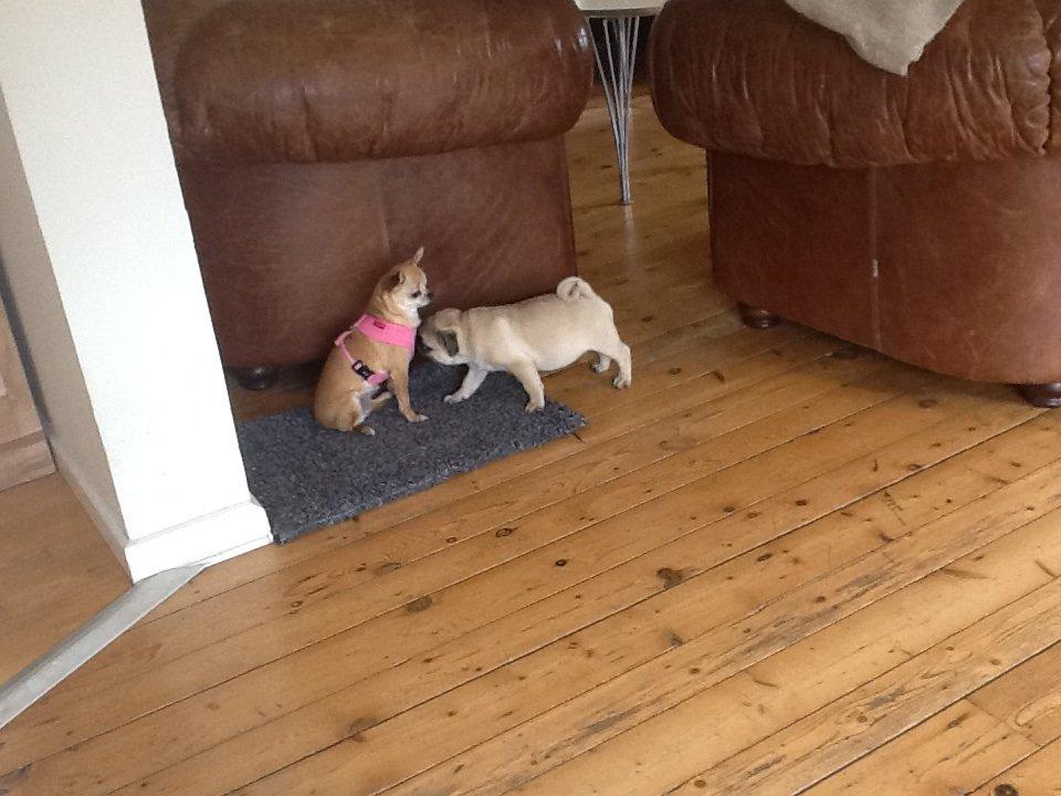 Chihuahua Frontrunners Ready To Play - Ready billede 23