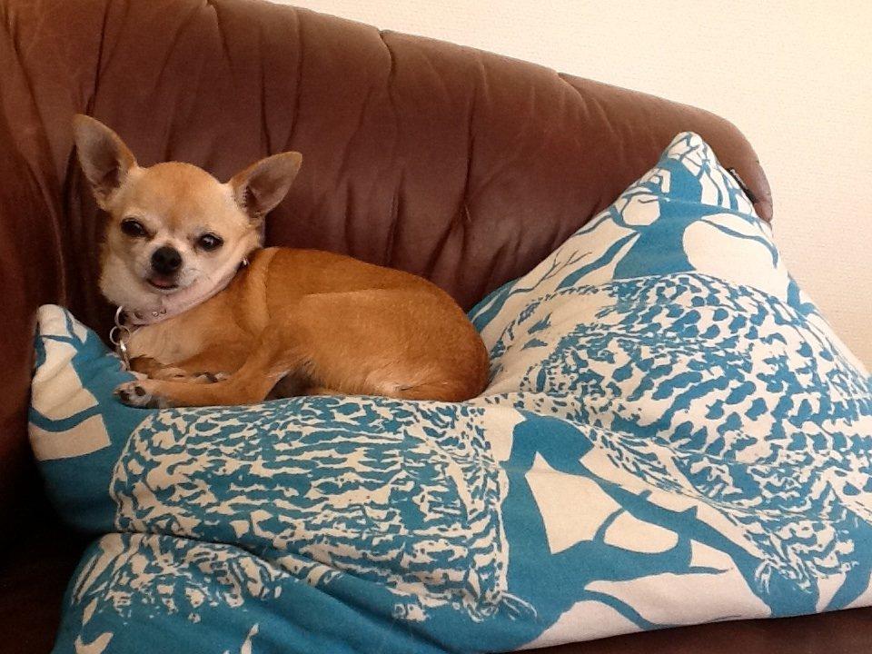 Chihuahua Frontrunners Ready To Play - Ready billede 24