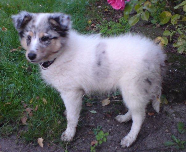 Shetland sheepdog Lassie billede 13