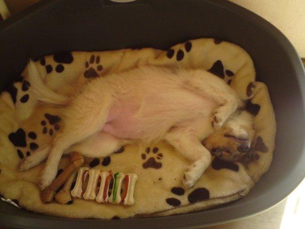 Shetland sheepdog Lassie billede 10