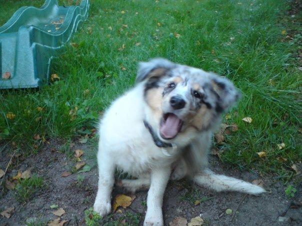 Shetland sheepdog Lassie billede 11