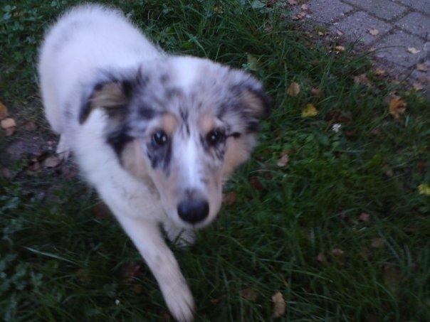 Shetland sheepdog Lassie billede 12