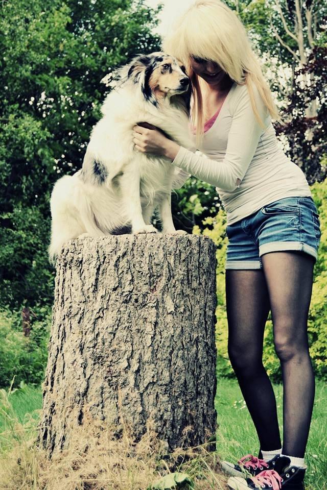 Shetland sheepdog Lassie billede 4