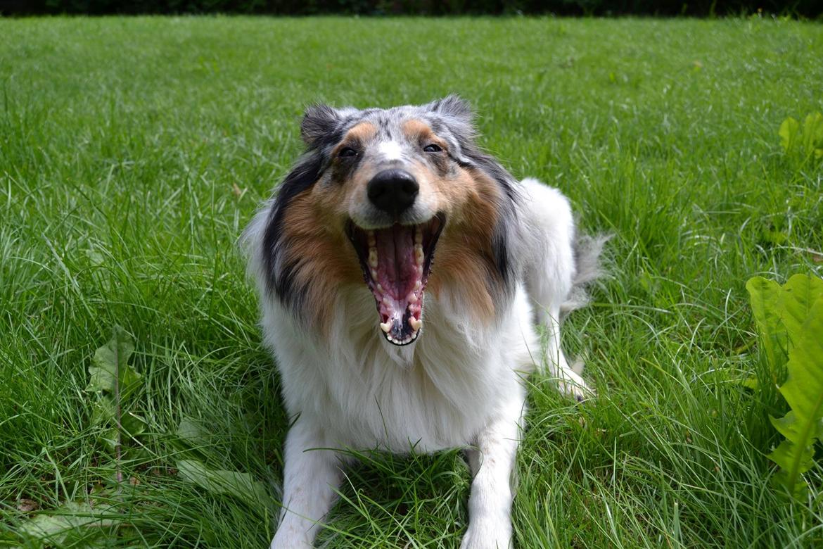 Shetland sheepdog Lassie billede 2