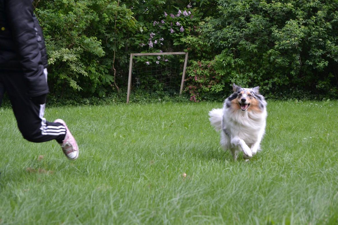 Shetland sheepdog Lassie billede 3