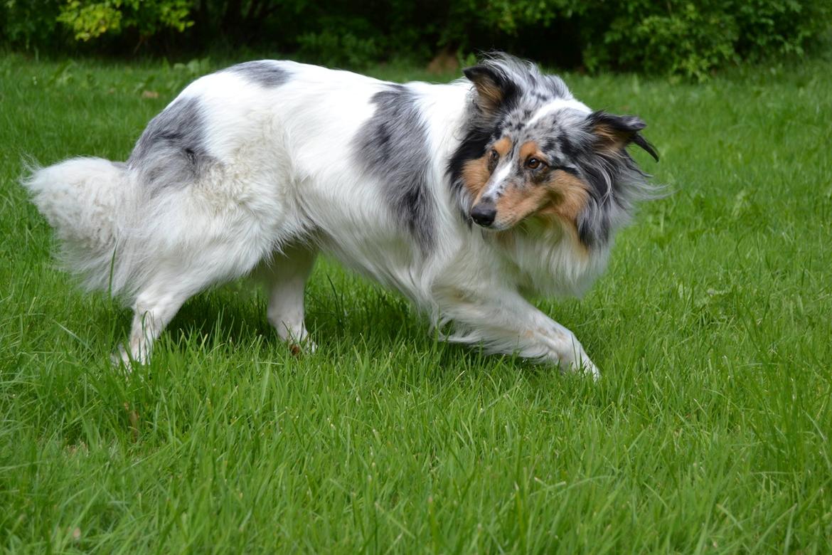 Shetland sheepdog Lassie billede 1