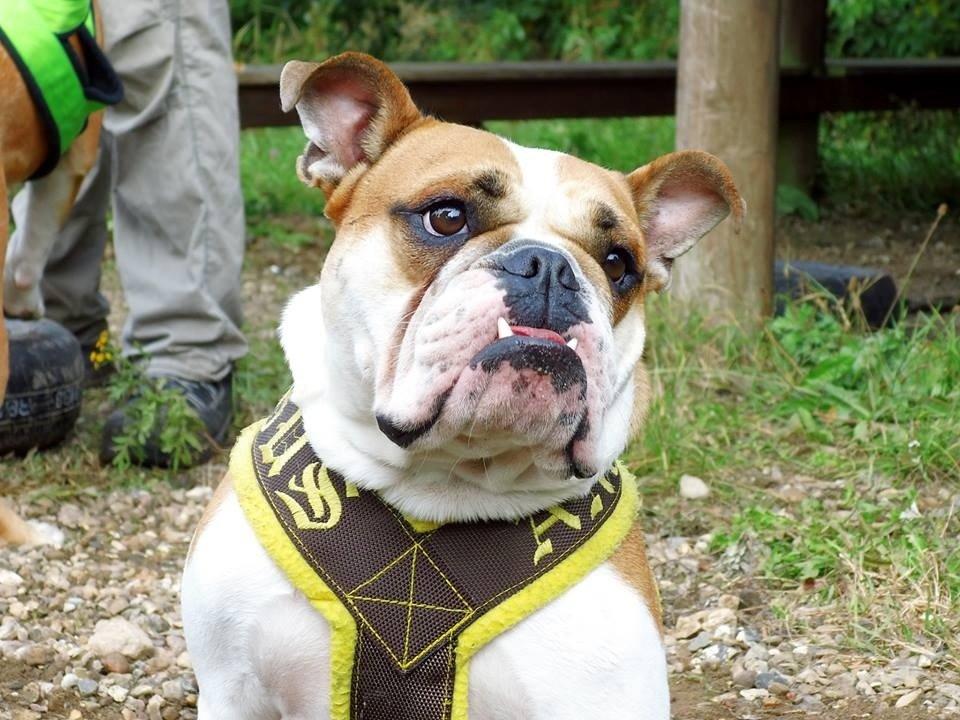 Blanding af racer William billede 26