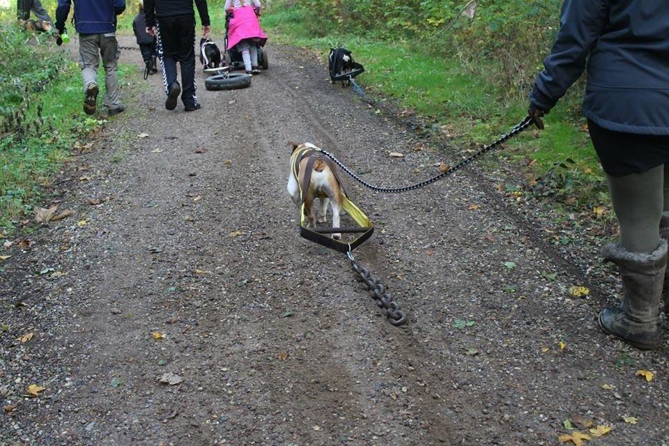 Blanding af racer William billede 27
