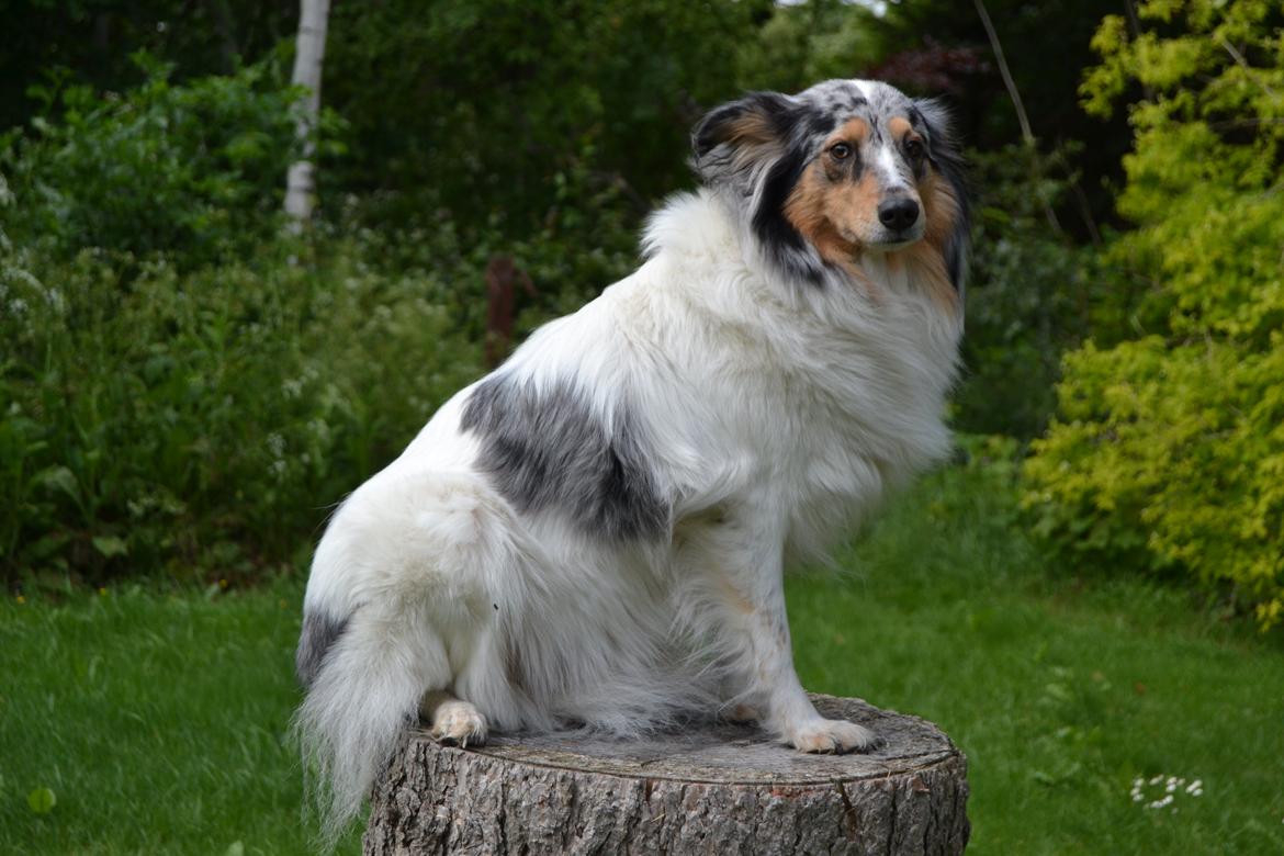 Shetland sheepdog Lassie billede 5
