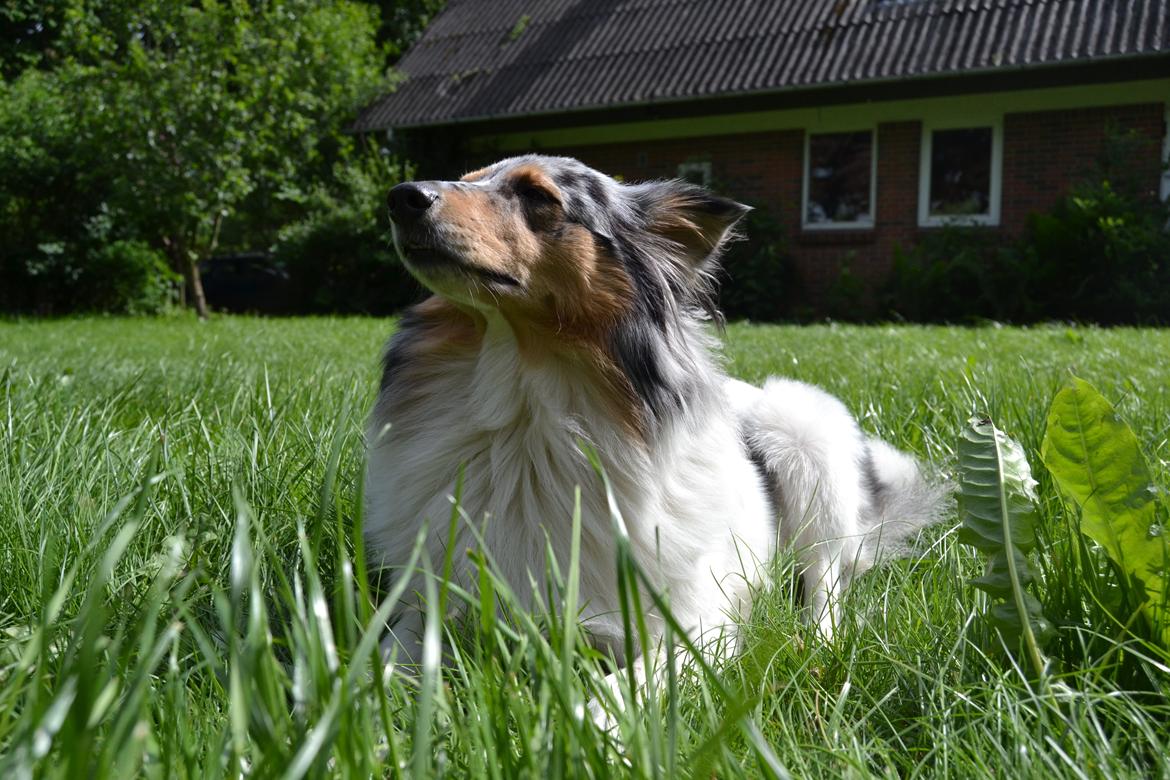 Shetland sheepdog Lassie billede 6