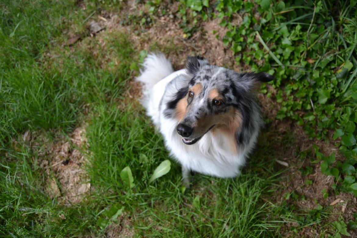 Shetland sheepdog Lassie billede 7