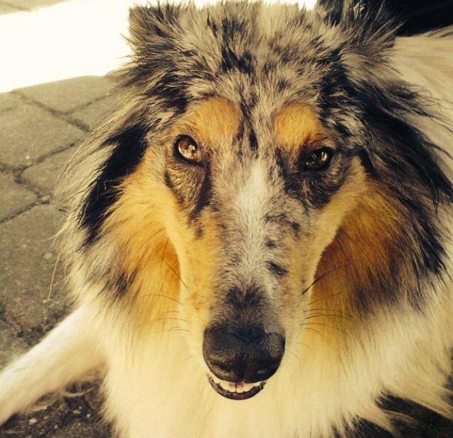 Shetland sheepdog Lassie billede 8