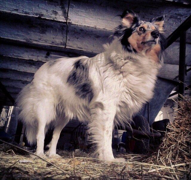 Shetland sheepdog Lassie billede 9
