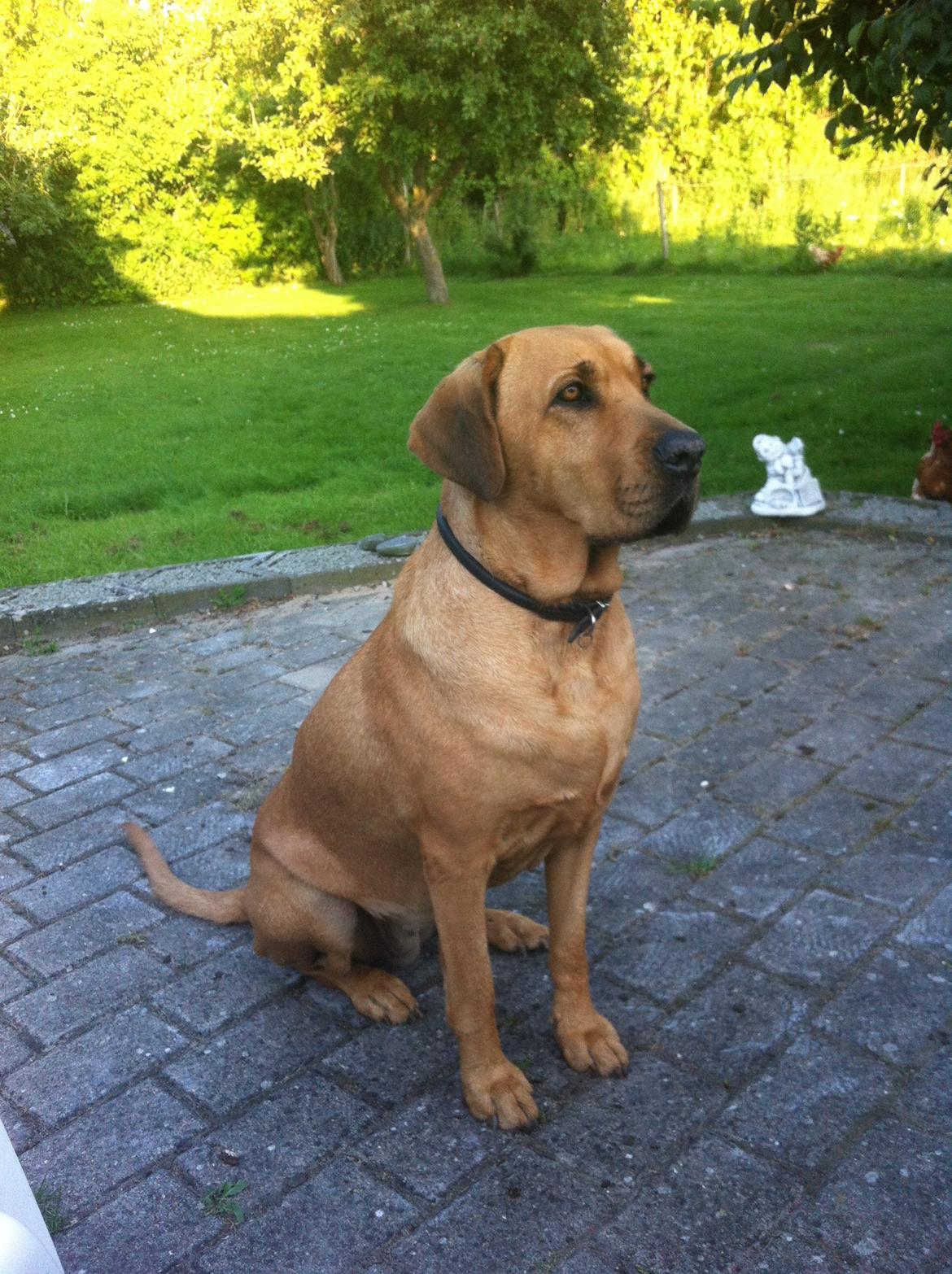 Broholmer Dina billede 13